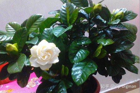 病虫害防治：及时发现，花儿才无忧