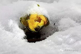 雪莲花图片大全：雪莲花究竟有多美