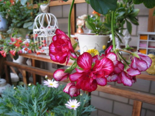 “选择花盆，矮盆显娇艳
