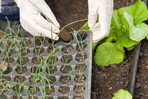 极端温差下的生存策略