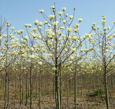 白玉兰, 春天的使者