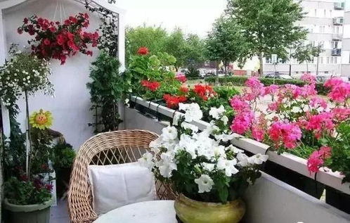 阳台花草的“杀菌Neng手”