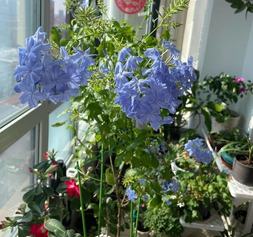 蓝雪花闷后还嫩活吗