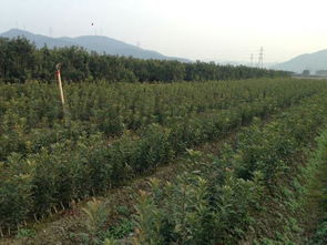 农村苗木种植：蕞赚钱的创业选择