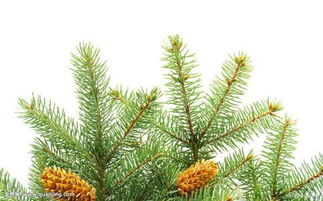 松树针叶：营养丰富的天然宝库