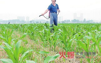 莠去津：广谱除草剂， 效果杠杠的