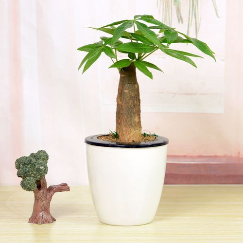 “发财树新叶卷曲皱，养植秘籍大揭秘！”