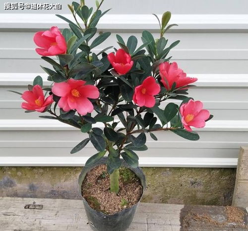 四季茶花修剪打顶方法是什么？如何正确修剪并打顶以促进生长