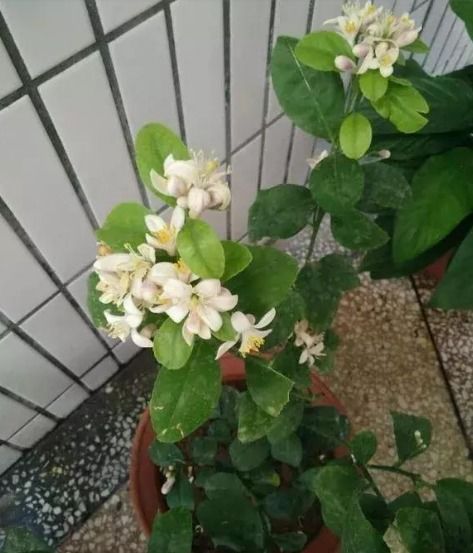 人工干预玉兰籽的神奇魔法？