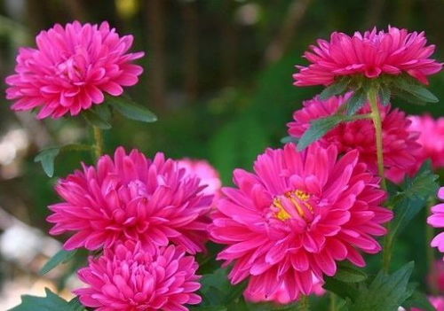 翠菊的秋日盛宴：东北的传统名花