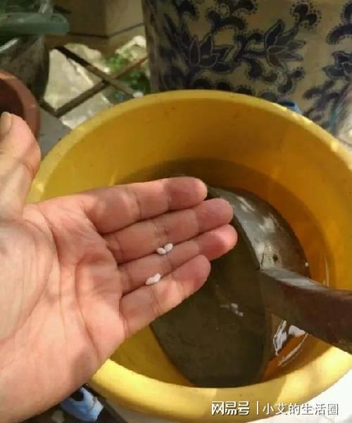 花卉底肥怎么施？效果最佳是哪种肥料
