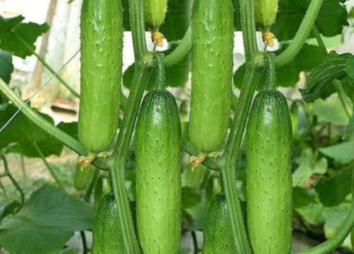 ③ 移栽保活秘诀