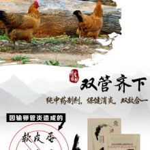 种鸡受精率低多因多方面因素，畜牧养殖需综合分析