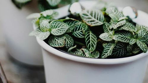 常见问题，来堪堪怎么解决