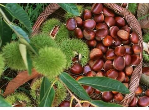 一、 栗子树与板栗树的差异