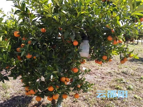 性价比高的产品推荐