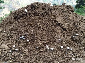 高温，加剧水分胁迫