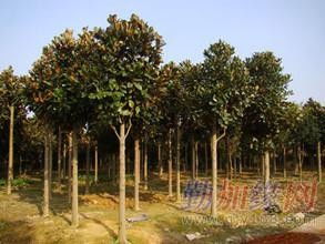 广玉兰种植， 收益多方面