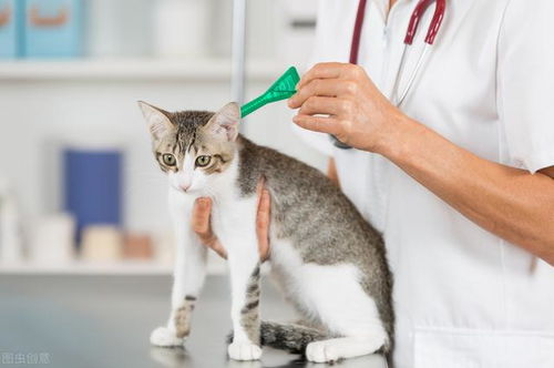 猫误食除草剂后中毒症状明显，紧急救治方法有哪些？