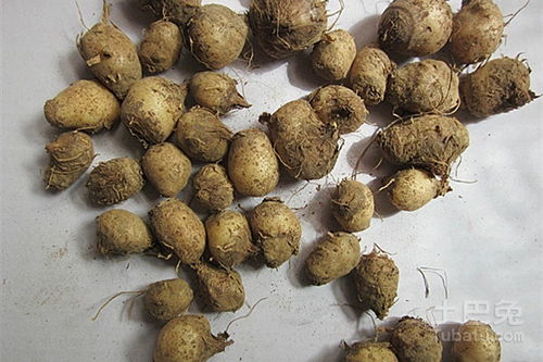 炒紫苏子功效显著，它究竟有哪些神奇作用