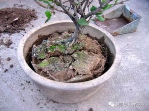 盆器，那也是一门艺术