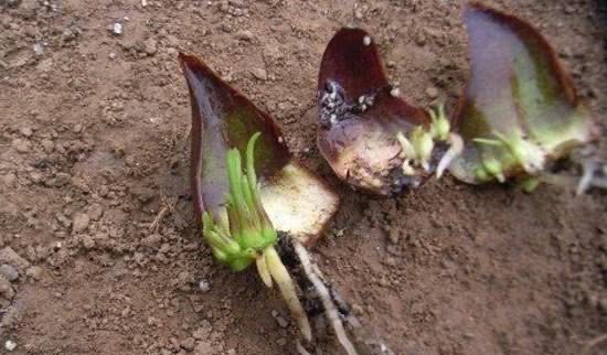 揭秘地不容的繁殖与食用技巧，助您成为畜牧专家！