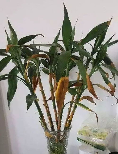 富贵竹有毒吗？看完这篇文章你就全明白了