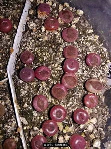 播种后 撒点小料