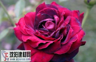 黑魔术月季的花期是怎样的呢？