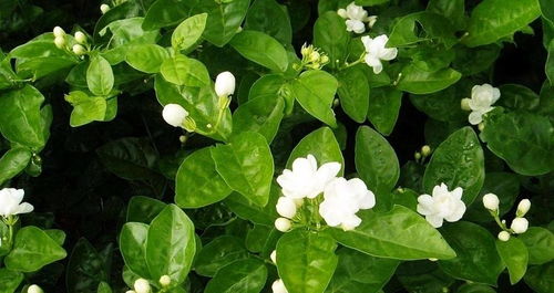 茉莉花的魅力