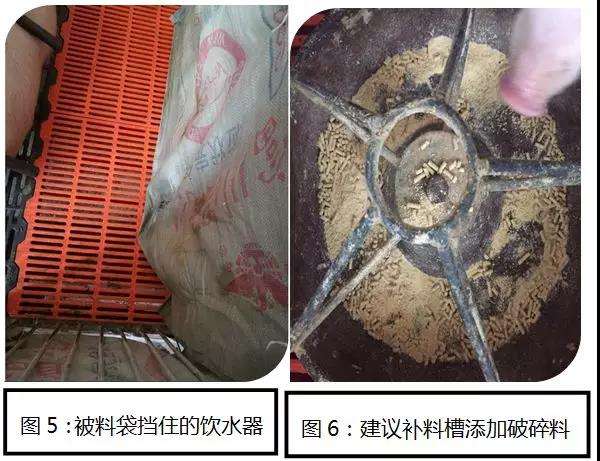规模猪场更应关注MSY，为何MSY比PSY更能体现养殖效益