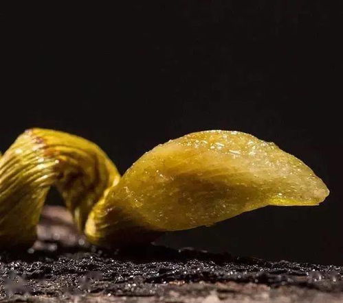 石斛有多少品种？不同品种的石斛有哪些食用方法