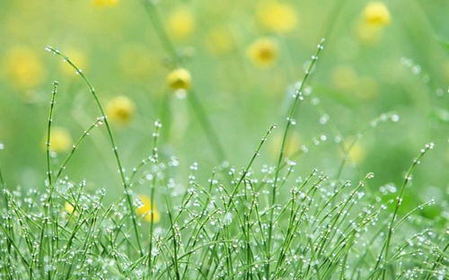 ：植物鉴定，从零开始