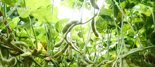 第四步：种子成长，耐心等待