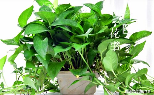 吊兰剪枝图片大全，如何让绿植焕发新活力