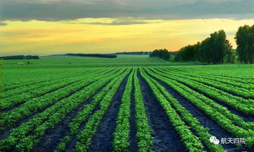 在冰天雪地的东北，这些七彩直茎花是怎么过冬的？