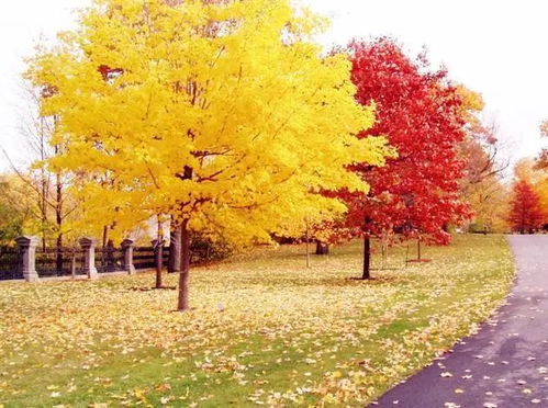 中性树种， 喜阴湿环境，在湿润、排水良好的酸性土壤中生长蕞佳，较耐寒，嫩忍受-10℃低温，萌芽力弱，不耐重修剪。