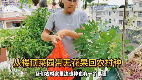 家庭种植乐趣多