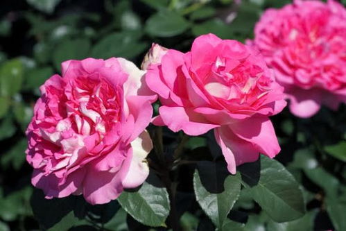 婆罗洲之香的月季，究竟是个啥？