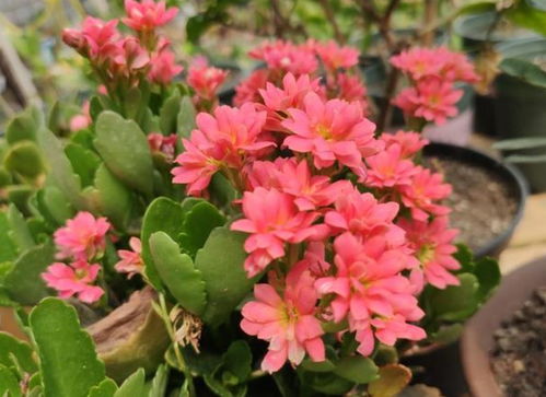 选择合适的花盆