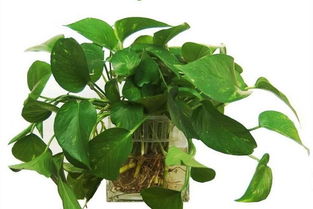 电脑辐射困扰， 绿色植物来帮忙