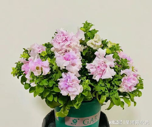 植物园艺种花花朵开花养花草花F的植物生长日记