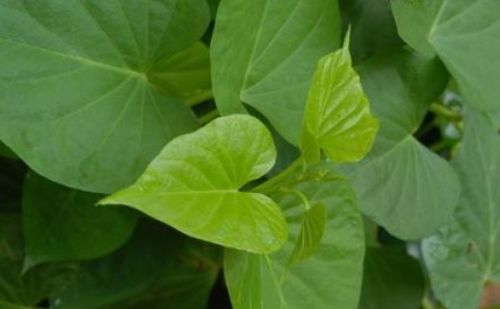 上班族与集市的联系