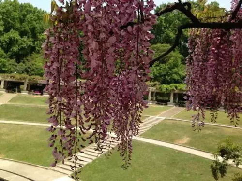 板蓝根种植季节