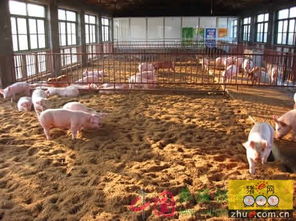 冬季养猪，喂热食、饮温水