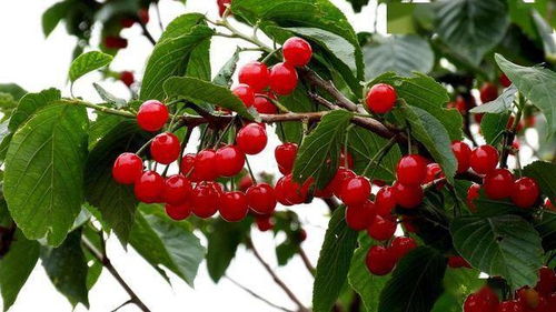 樱桃种子发芽的温度揭秘，老农传你省时省钱的秘诀！