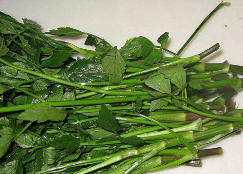 露天种植，这些菜Zui受欢迎！