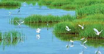 湿地：气候调节的隐秘守护者