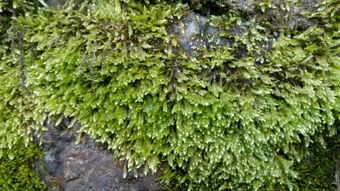 大灰苔藓家庭种植时如何正确养护和搭配其他植物以营造美观的苔藓景观