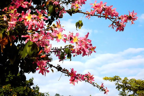 异木棉的奇妙之旅：一年蹿高多少， 美人树背后的成长密码